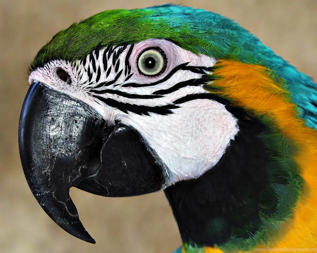 Parrot Wallpapers Animals Town
