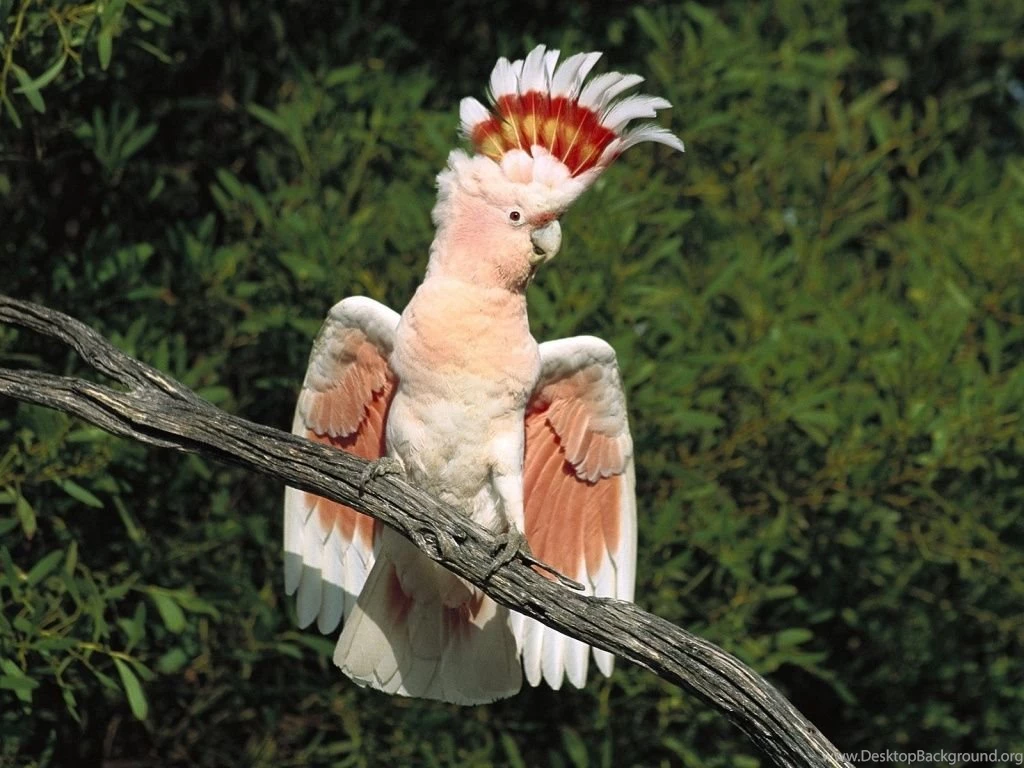 Parrot Wallpapers Wallpapers Free Parrot Wallpapers Wallpapers ...