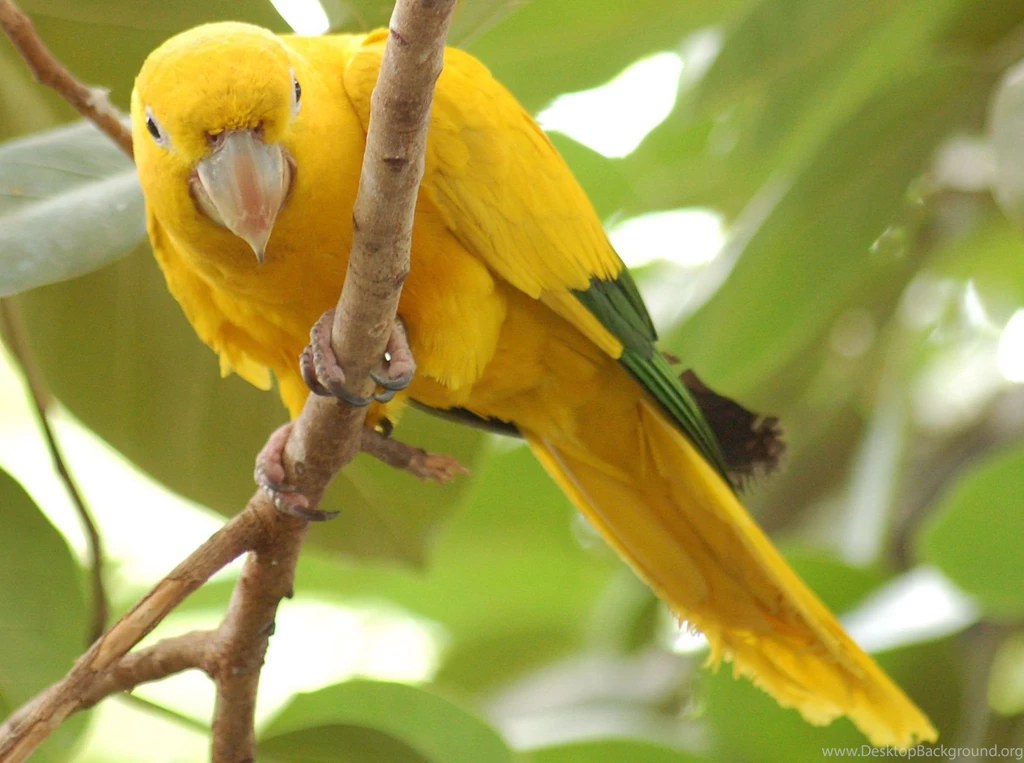 112 Parrot HD Wallpapers