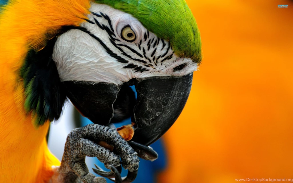 Macaw Parrot Wallpapers