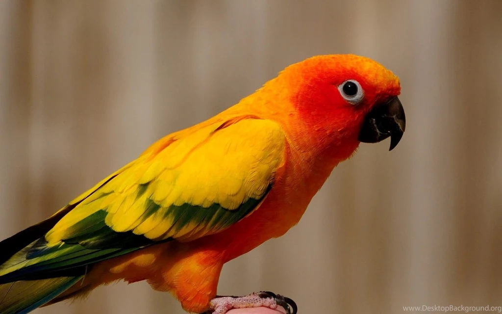 Parrot Wallpapers