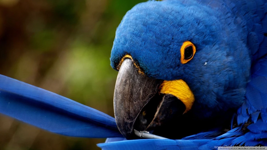 Top Blue Parrot Wallpaper Images For Pinterest