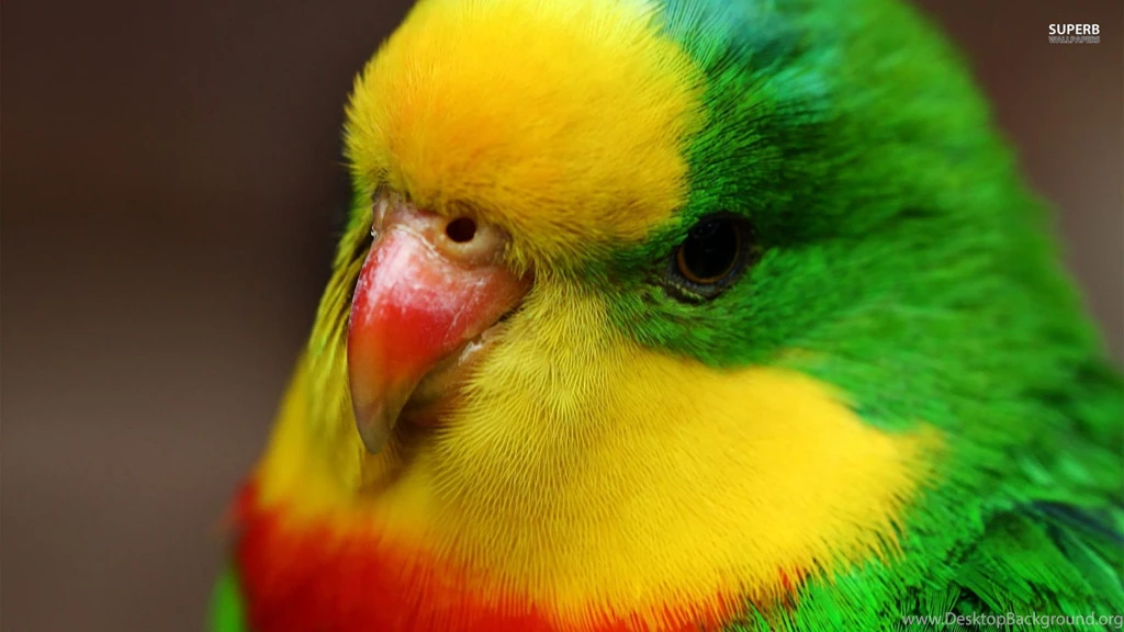 Parrot Wallpapers Animal Wallpapers