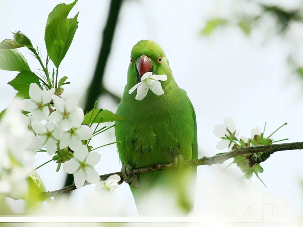 Green Parrot Wallpapers