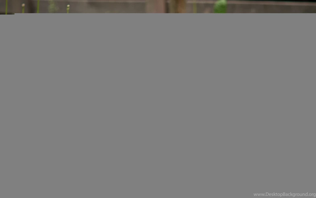 Parrot Wallpapers HD
