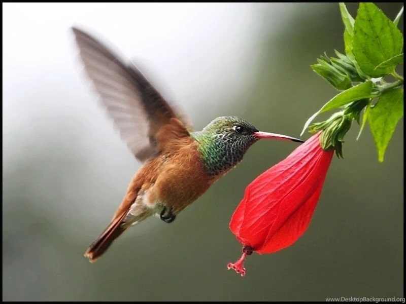 Top 47 Most Dashing And Beautiful Parrot Wallpapers In HD