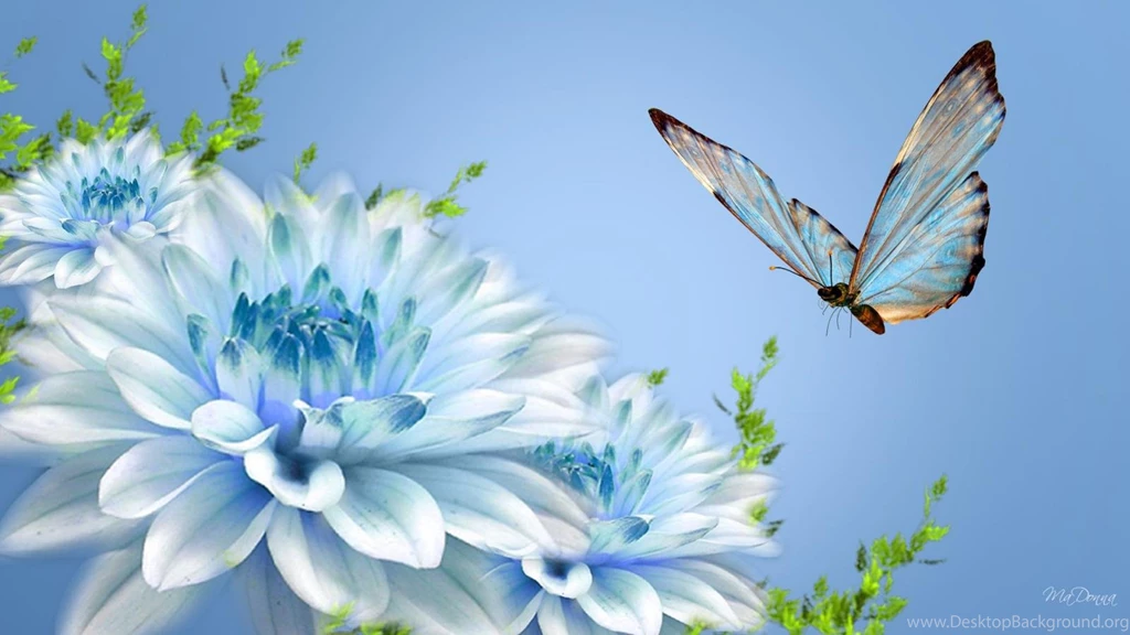Persona Nature Flower Flowers Spring Summer Free Hd Wallpapers With ...