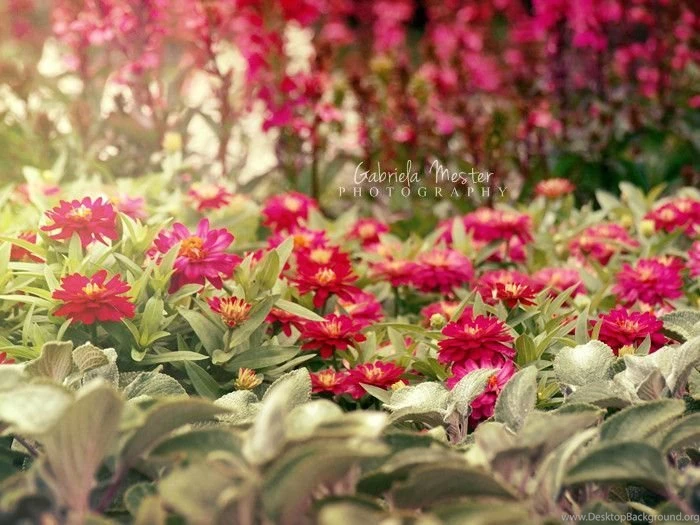 FREE Summer Wallpapers By Leelloor On DeviantArt