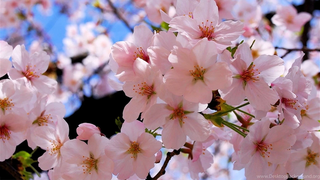 1920x1080 Spring Blossoms Wallpapers
