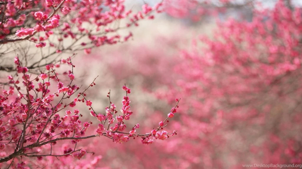 1920x1080 Spring In Pink Desktop PC And Mac Wallpapers