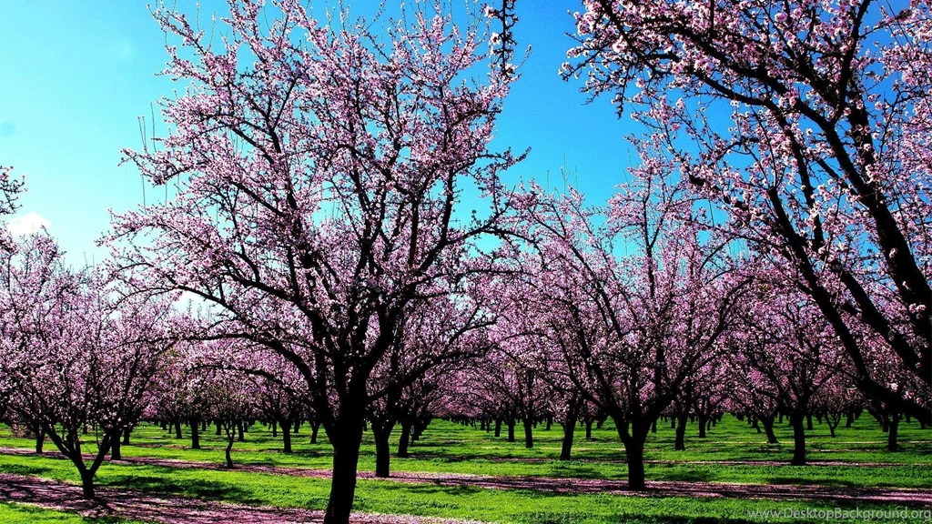 Spring 1920 X 1080 Wallpapers