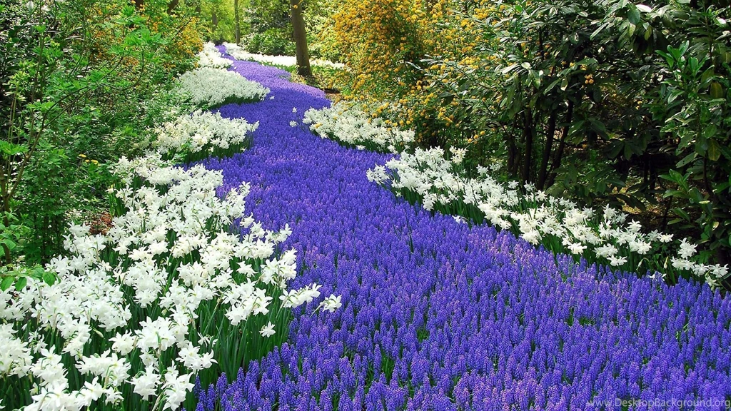 1920x1080 Spring In The Netherlands Desktop PC And Mac Wallpapers