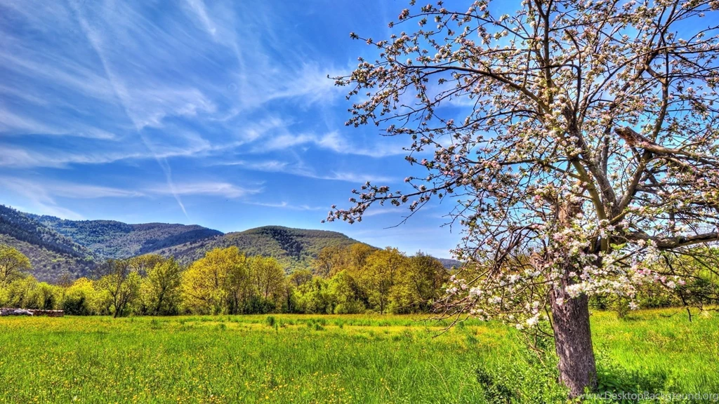 1920x1080 Spring Apple Tree Wallpapers