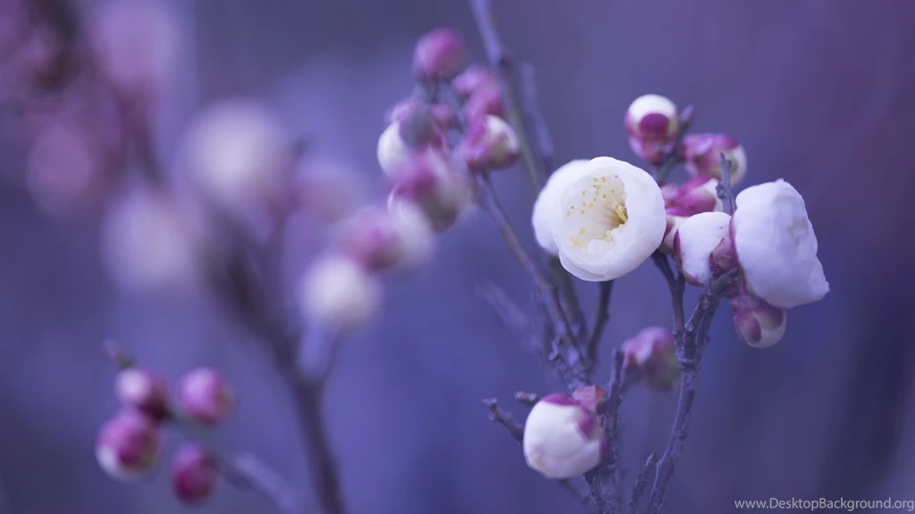 1920x1080 Spring Tree Buds Wallpapers