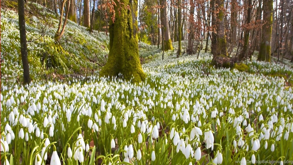 Download Wallpapers 1920x1080 Snowdrops, Flowers, Grass, Trees ...