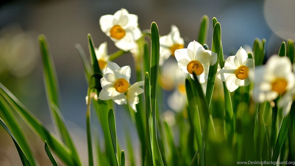 1920x1080 Spring Daffodils Wallpapers