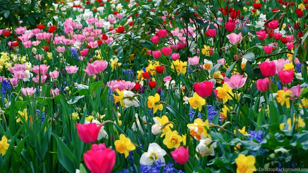Download Wallpapers 1920x1080 Tulips, Daffodils, Flowers, Meadow ...