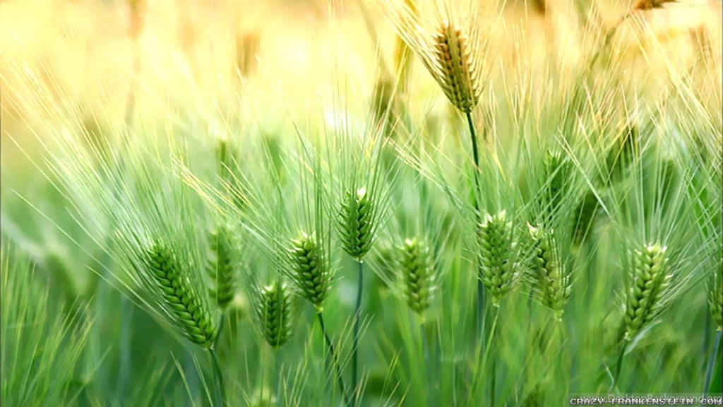 Spring Nature Wallpapers Crazy Frankenstein