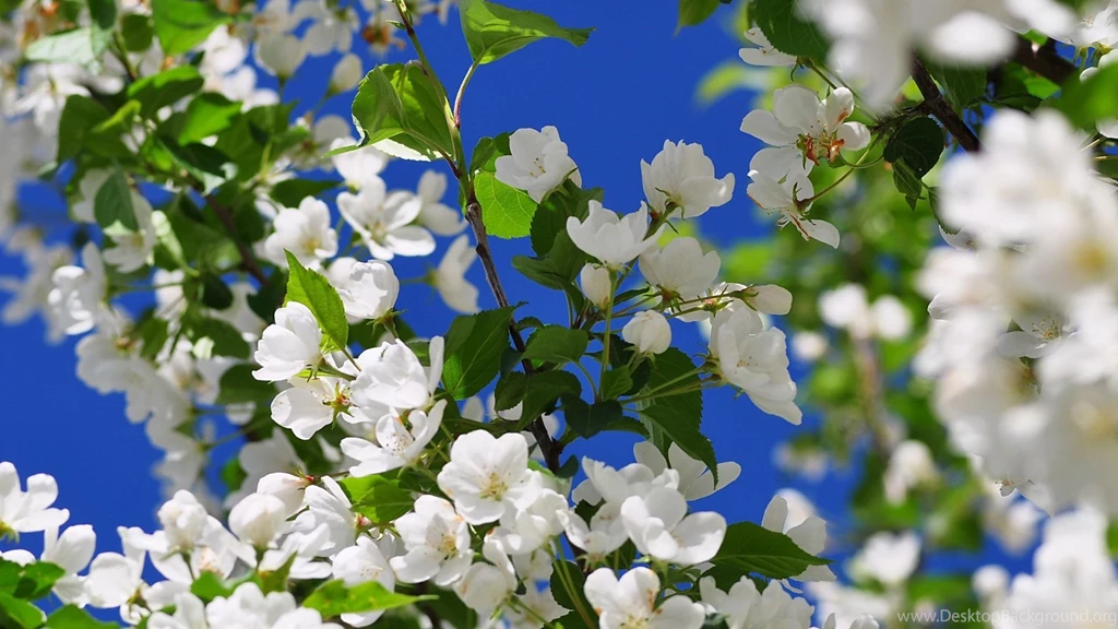Full HD 1080p Spring Wallpapers HD, Desktop Backgrounds 1920x1080