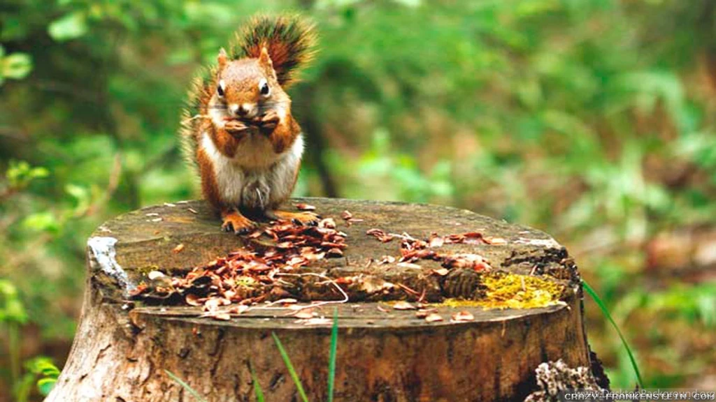 Spring Animals Wallpapers Crazy Frankenstein