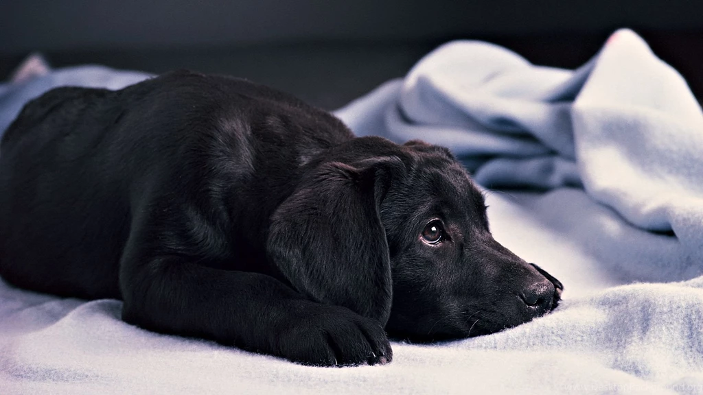 Black Puppy HD Wallpapers, Black Puppy Photos, New Wallpapers
