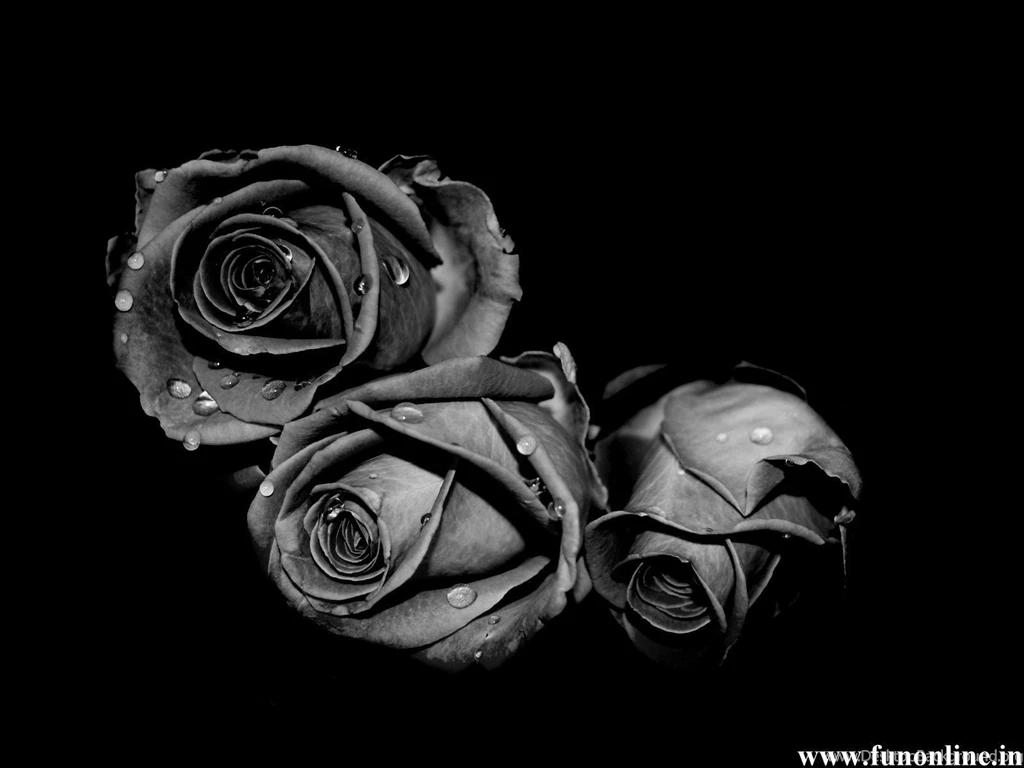Black Rose Hd Pic