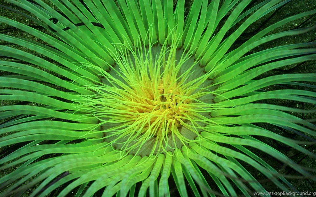 Top Neon Green And Purple Images For Pinterest