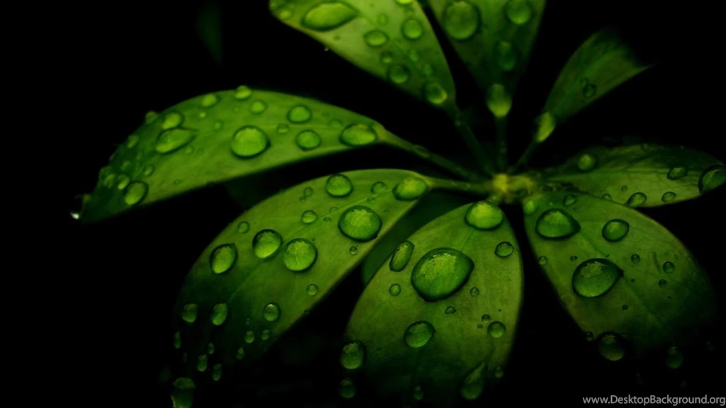 Download Wallpapers 1920x1080 Leaf, Green, Black, Carved Full HD ...