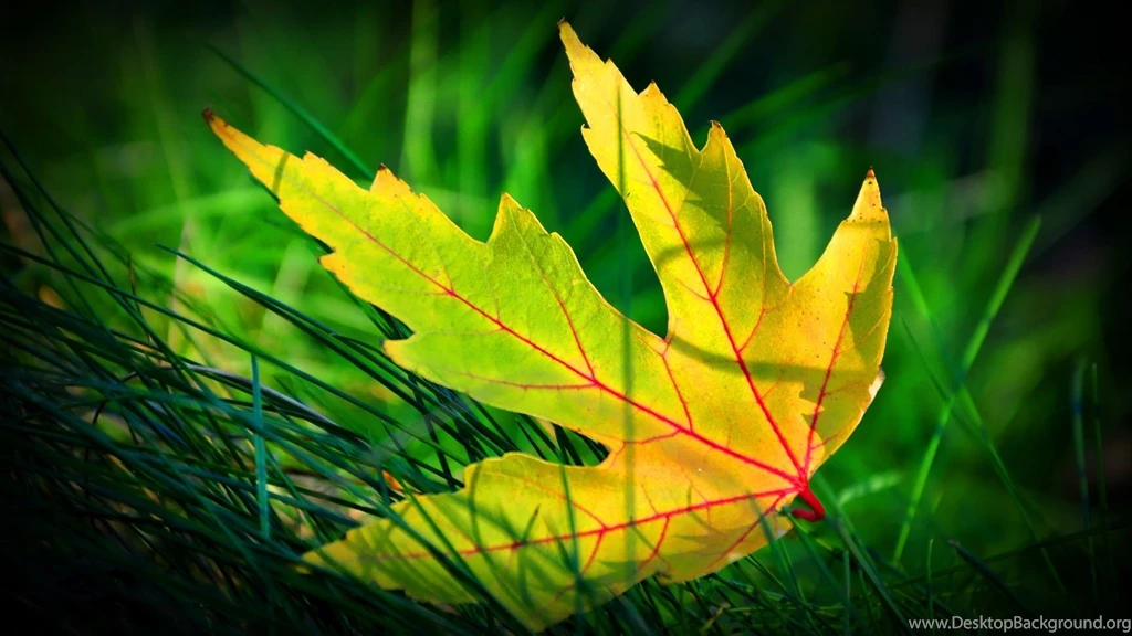 Yellow Green Leaf HD Wallpaper.jpg