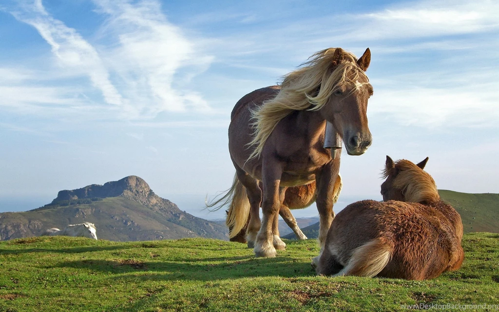 Desktop hd wallpapers 1080p of nature download.jpg