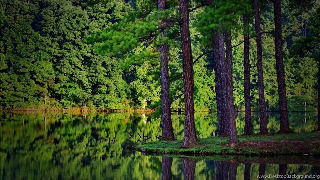 HDR Forest Wallpapers   HD Wallpaper Backgrounds Of Your Choice