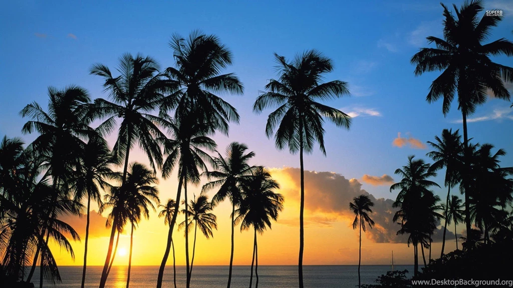 Palm Tree Silhouettes In The Sunset Wallpapers Beach Wallpapers ...