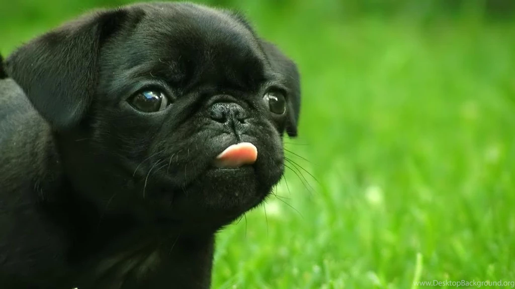 Dog Hd Laptops Wallpapers Top Dog Hd Wallpapers For All ...