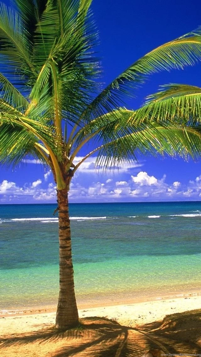 Palm Tree Vacation iPhone 5 Wallpapers (640x1136)