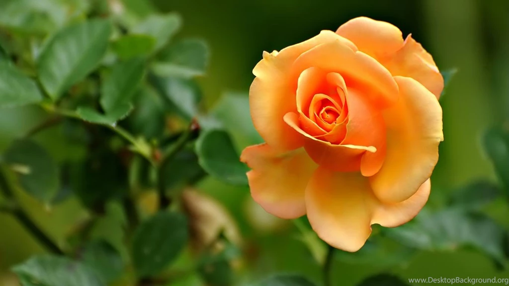 Free Laptop Wallpapers Download_hd Wallpaper_download Free Wallpapers