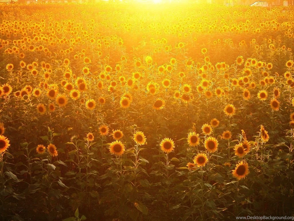 The Sunflower Wallpapers HD Flower Photo Flower Photo