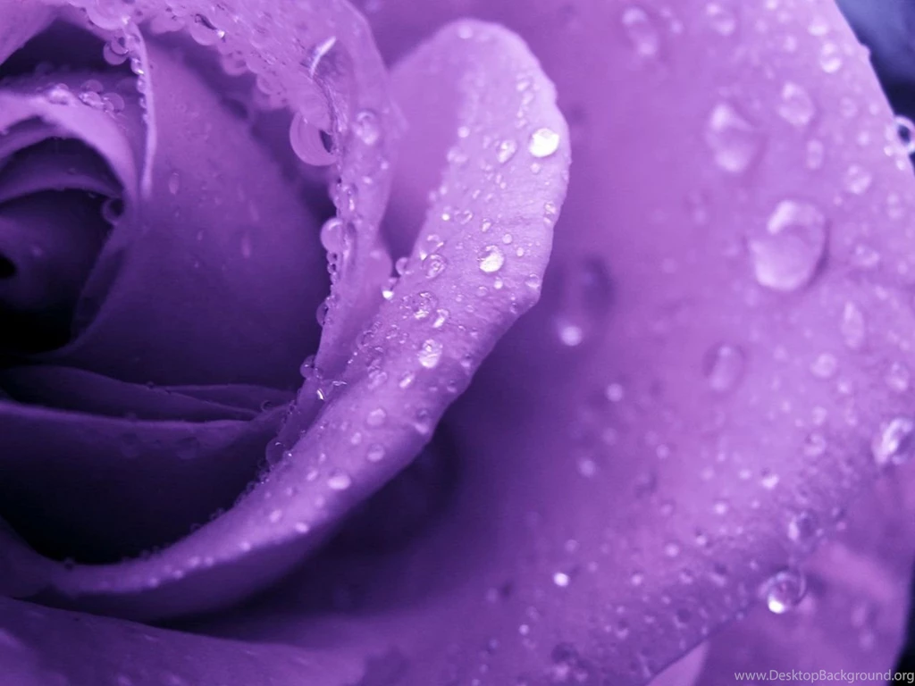 Download Wallpapers 1280x960 Rose, Lilac, Macro, Drops, Dew ...