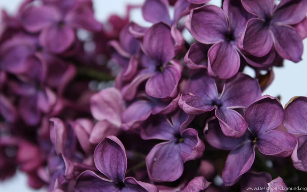 Lilac Backgrounds