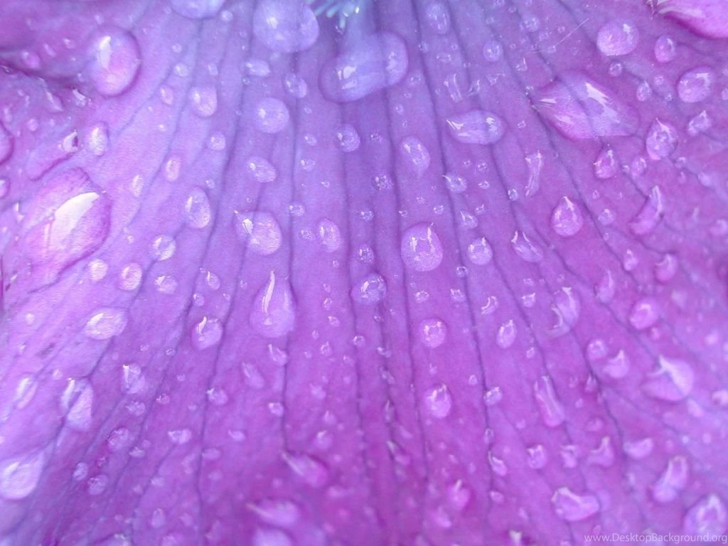 Lilac Wallpaper_hd Wallpaper_download Free Wallpapers