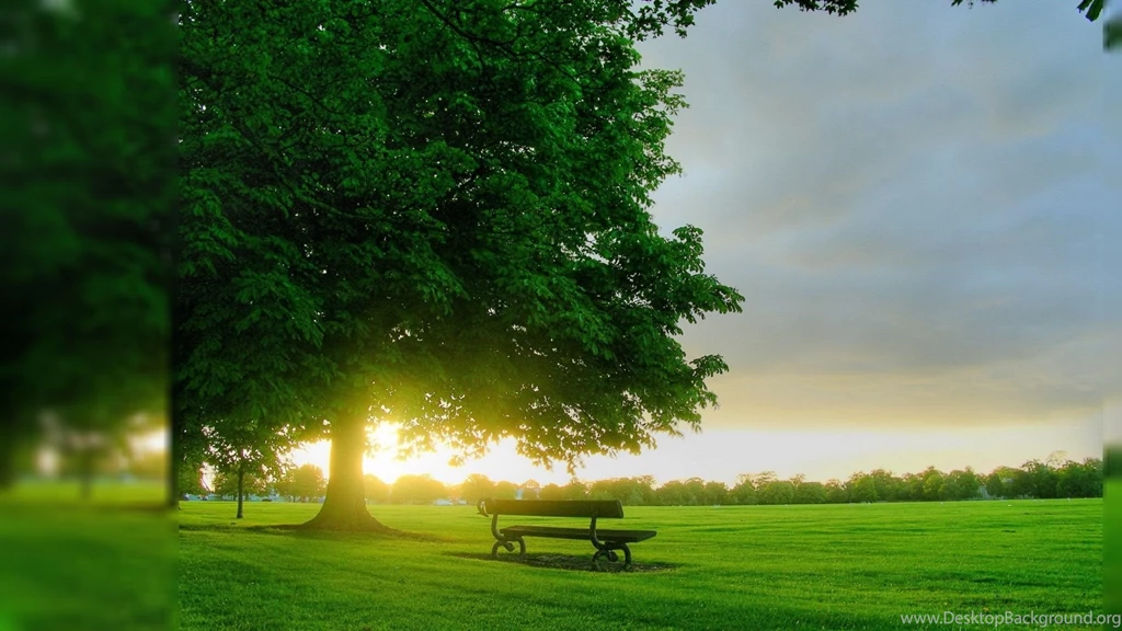 Wallpapers Nature, A Bench In A Green Park