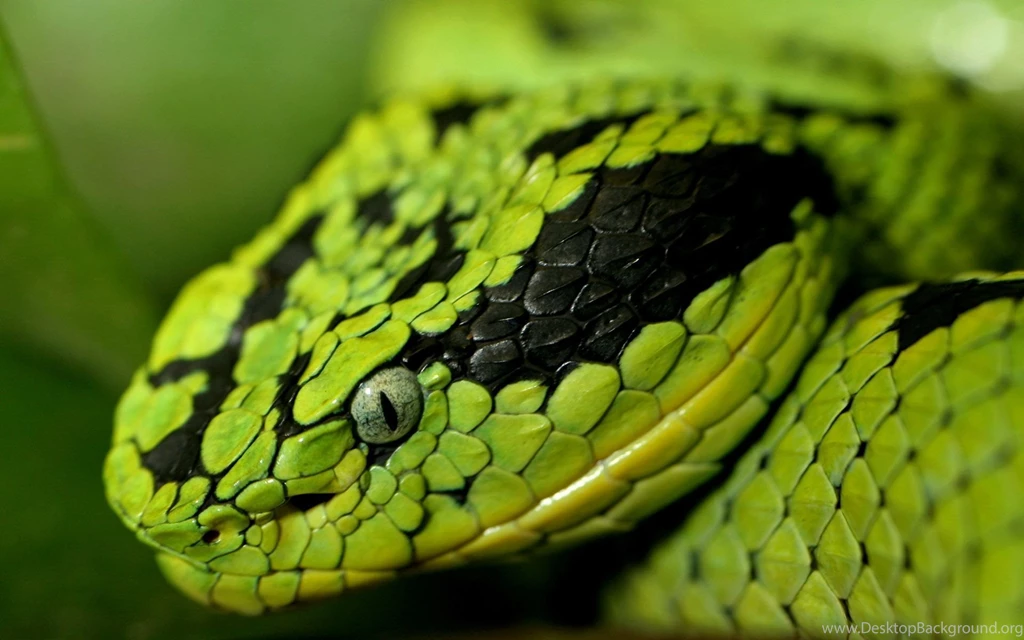 Snake Wallpapers Archives HDWallSource.com HDWallSource.com