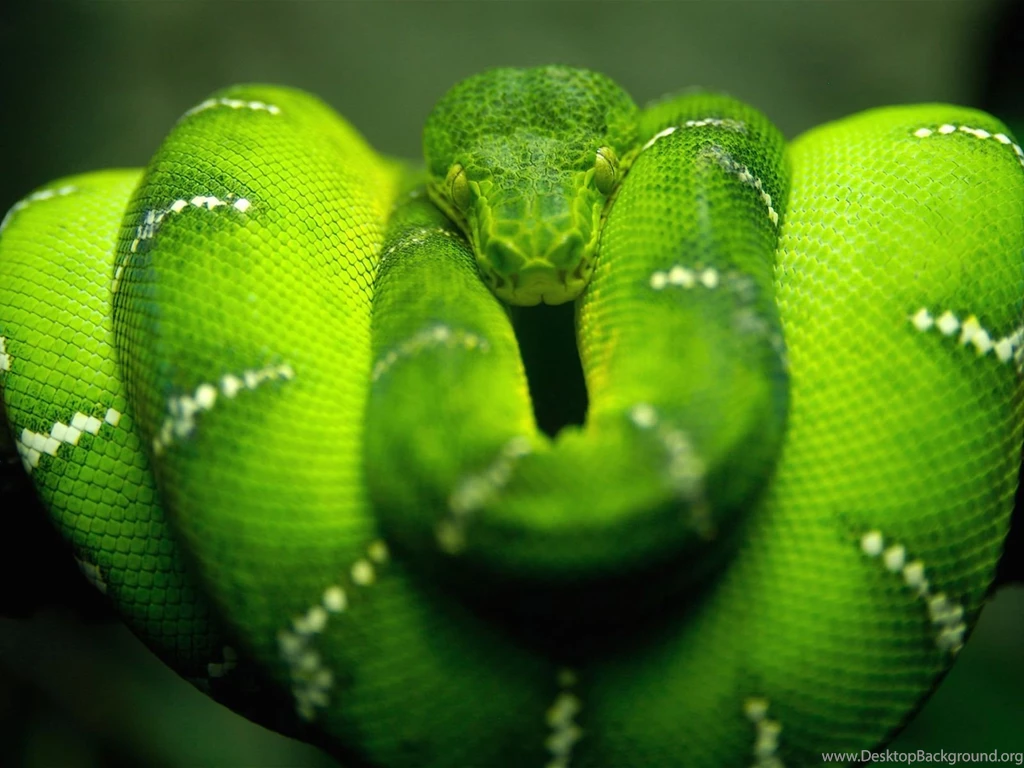 Snake Desktop Wallpapers