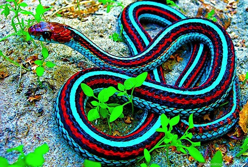 Download Wallpapers Free: Powerful Snakes Wallpapers