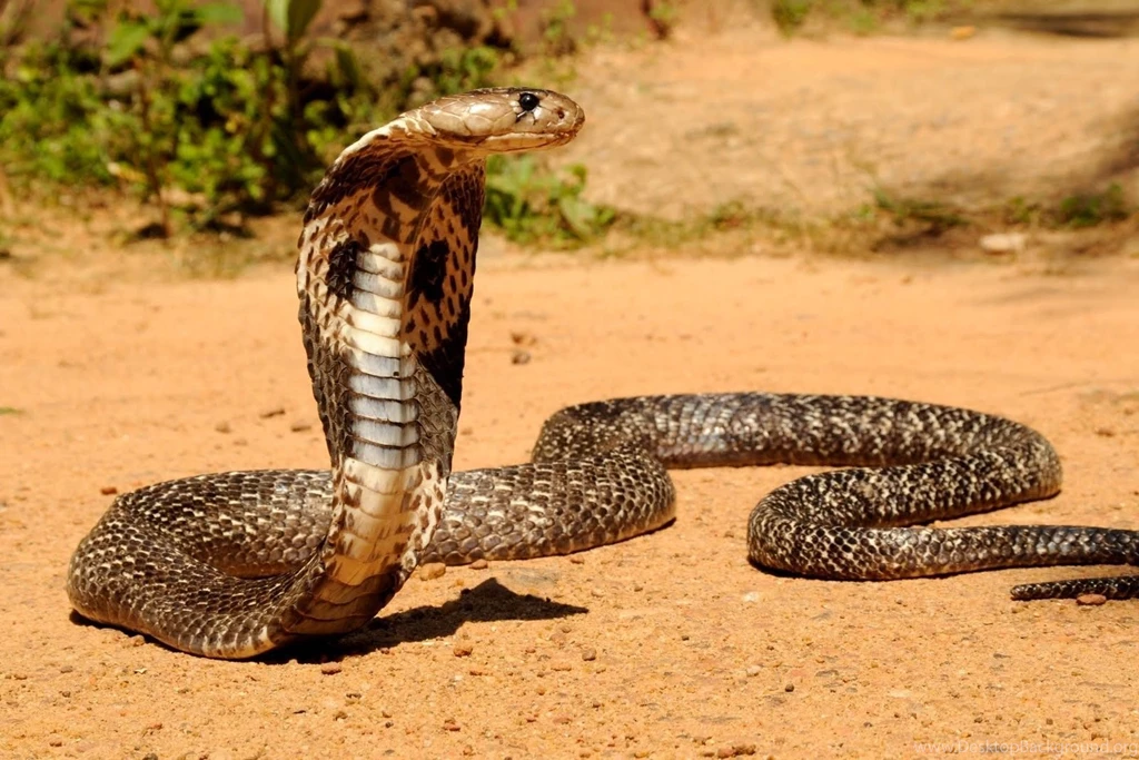 Cobra Snake Wallpapers