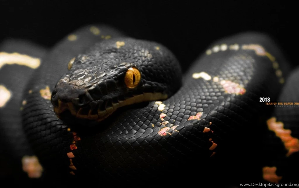 2013 Year Of The Black Snake Wallpapers