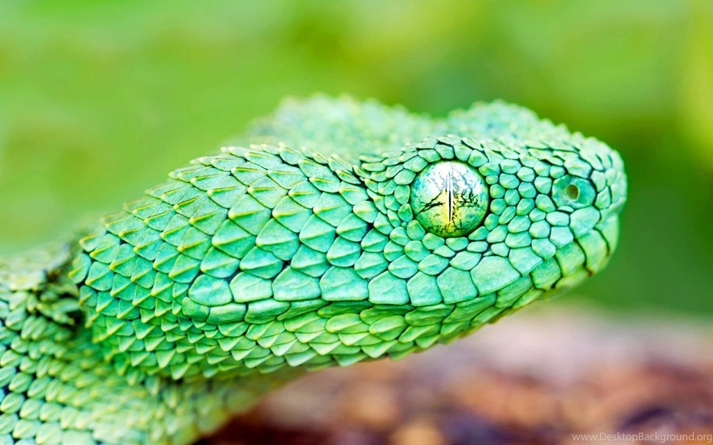 Green Snake Wallpapers Wallpapers