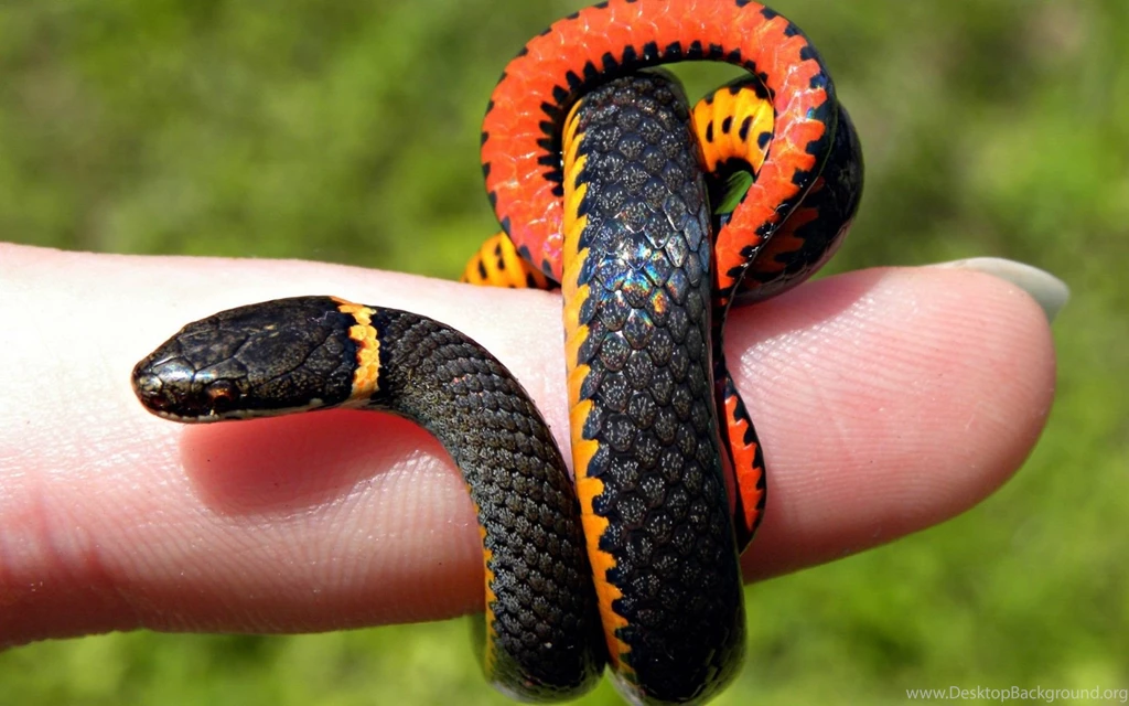 High Definition Snake Wallpapers For Free Download