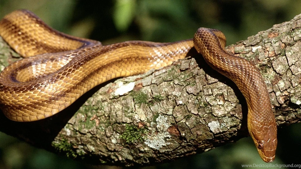 Big Snake Wallpapers , New Wallpapers, New Wallpapers