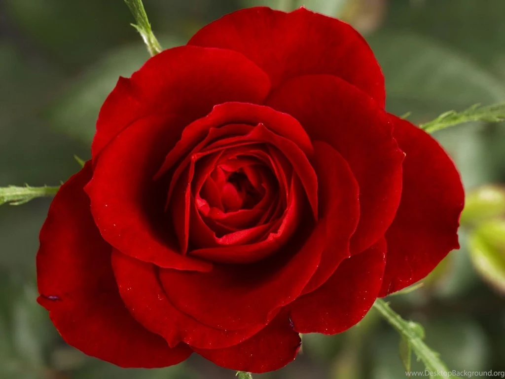 File:Small Red Rose.JPG   Wikimedia Commons