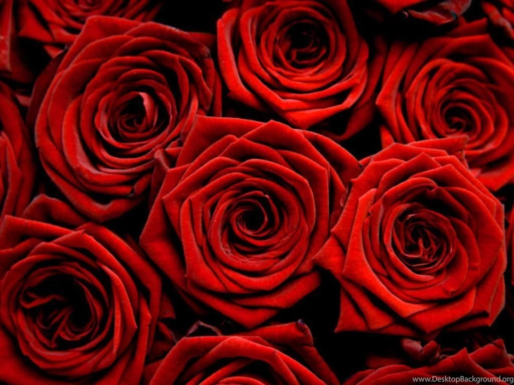 Red Roses   Red Wallpapers (34512855)   Fanpop
